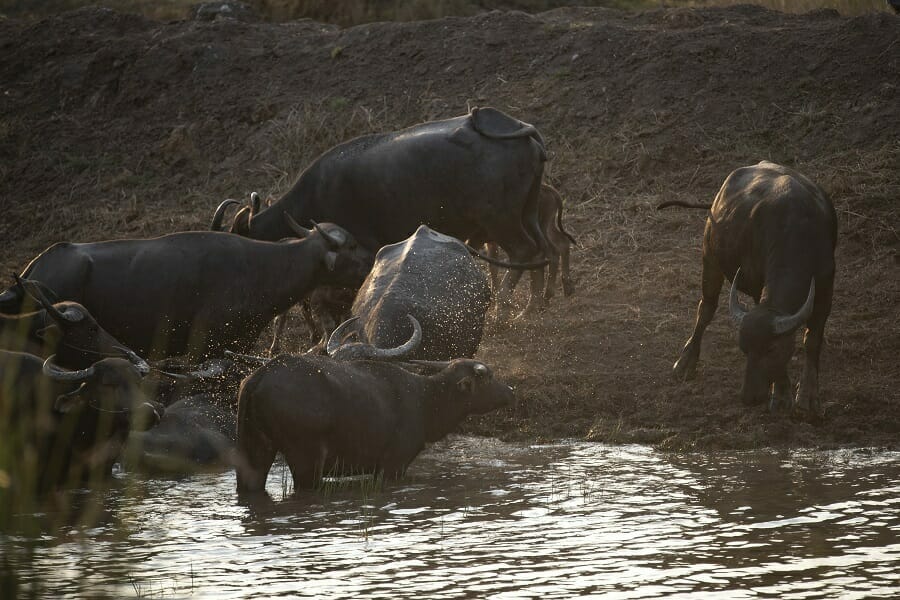 Water buffalos in water